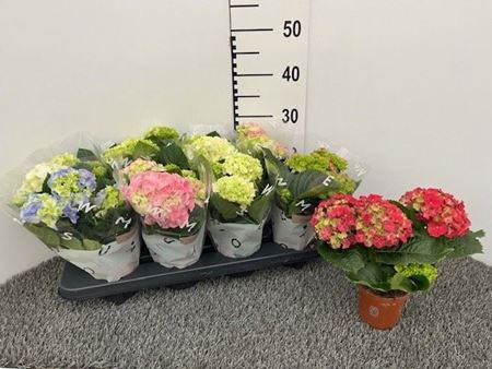 Immagine di HORTENSIA MIX V.10 CM