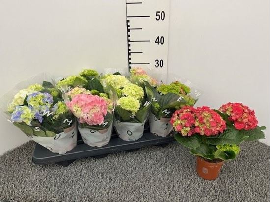 Immagine di HORTENSIA MIX V.10 CM