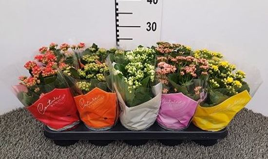 Immagine di KALANCHOE CALANDIVA MIX V.10 CM