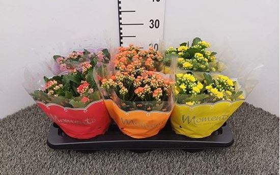 Immagine di KALANCHOE CALANDIVA MIX V.15 CM