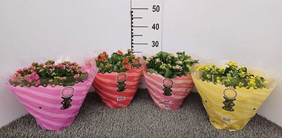 Immagine di KALANCHOE CALANDIVA MIX V.23 CM CIOTOLA