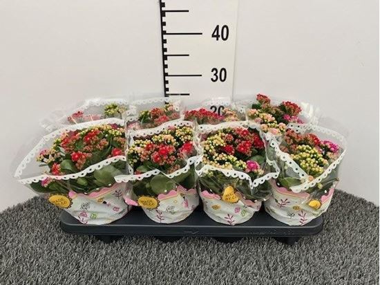 Immagine di KALANCHOE CALANDIVA TRICOLOR V.12 CM