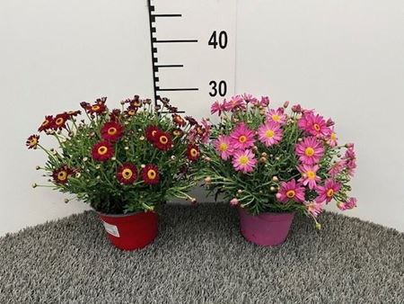 Immagine di MARGHERITA V.14 CM LIGURE - COLORATA