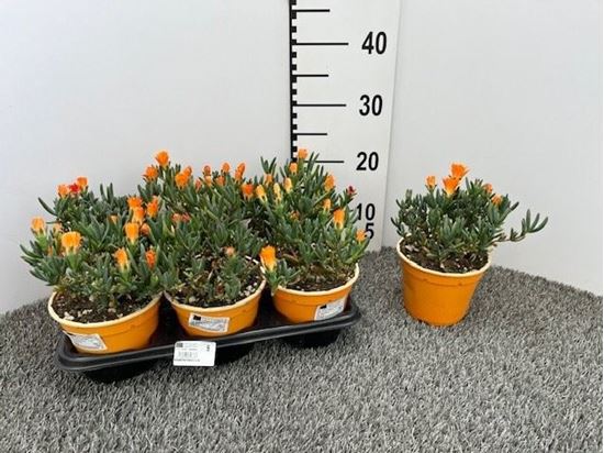 Immagine di MESEMBRYANTHEMUM V.14 CM