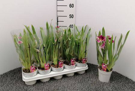 Immagine di MILTONIA MIX V.12 CM 2-3 RAMI