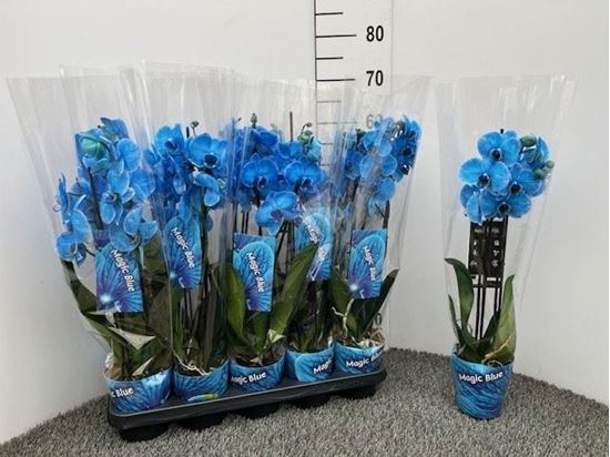 Immagine di PHALEONOPSIS BLU V.12 CM