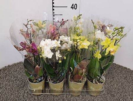 Immagine di PHAL. MIX V.9 CM 2 RAMI