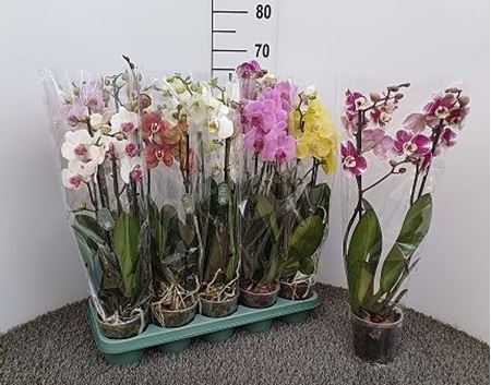 Immagine di PHAL. MIX V.12 H.60 CM 2 RAMI