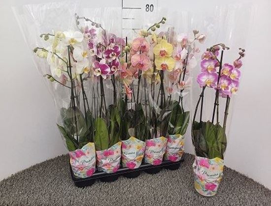 Immagine di PHALEONOPSIS MIX V.12 CM 2 RAMI NL