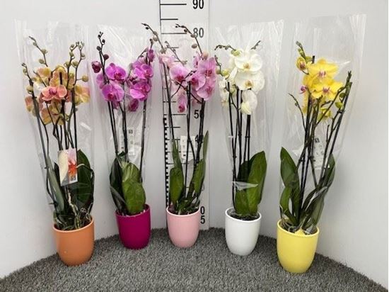 Immagine di PHALEONOPSIS V.12 CM CERAMICA