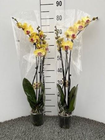 Immagine di PHALEONOPSIS GIALLO V.12 CM 3 RAMI
