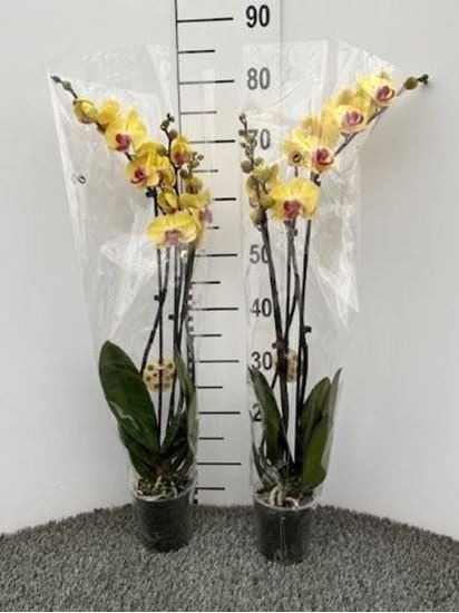Immagine di PHALEONOPSIS GIALLO V.12 CM 3 RAMI