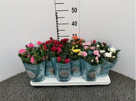 Immagine di ROSA MIX V.10 CM