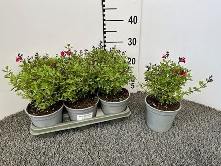 Immagine di SALVIA GREGII V.14 CM