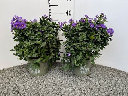 Immagine di SOLANUM RANTONETTI V.17 CM