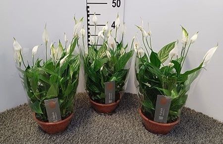 Immagine di SPATHIPHYLLUM CIOT.17 CM CHOPIN