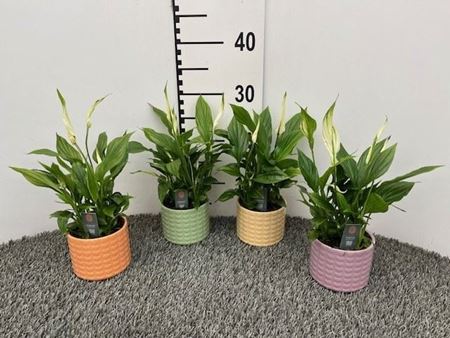 Immagine di SPATHIPHYLLUM V.9 CM CERAMICA