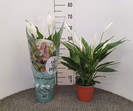 Immagine di SPATHIPHYLLUM V.17 CM