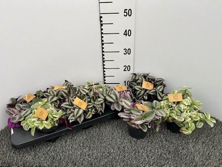 Immagine di TRADESCANTIA MIX V.12 CM