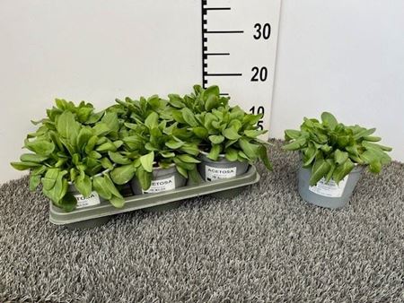 Immagine di ACETOSA V.14 CM