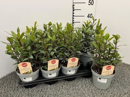 Immagine di ALLORO CESPUGLIO V.14 CM LAURUS NOBILIS