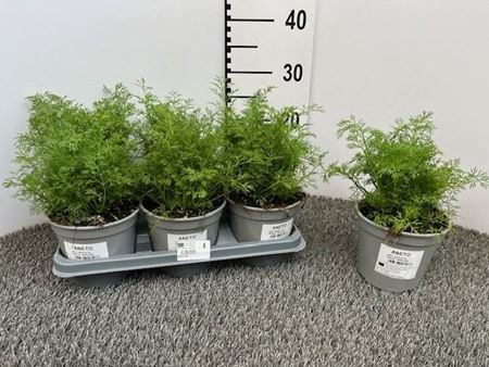 Immagine di ANETO V.14 CM