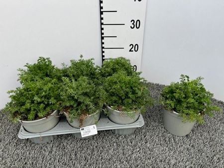 Immagine di CAMOMILLA V.14 CM