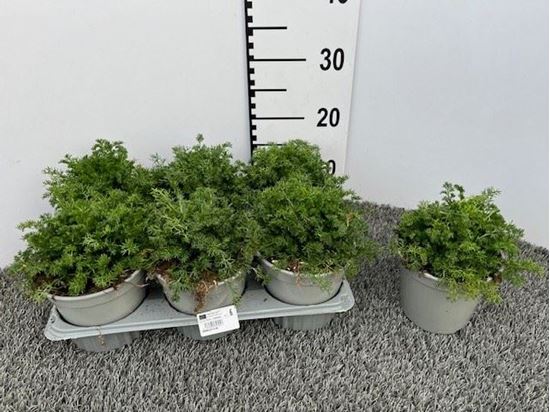 Immagine di CAMOMILLA V.14 CM