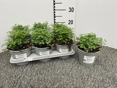 Immagine di CERFOGLIO V.14 CM