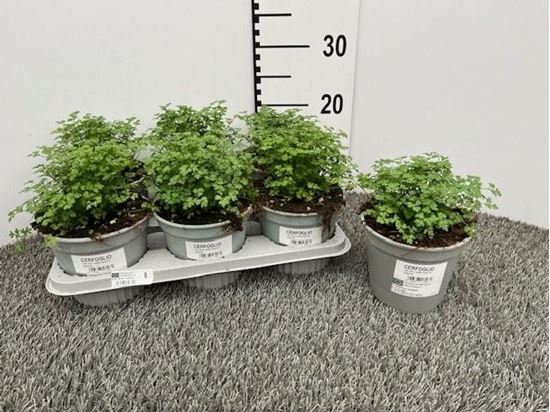 Immagine di CERFOGLIO V.14 CM