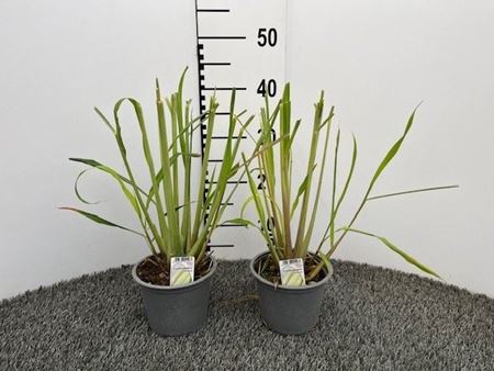 Immagine di CYMBOPOGON LEMONGRASS V.14 CM