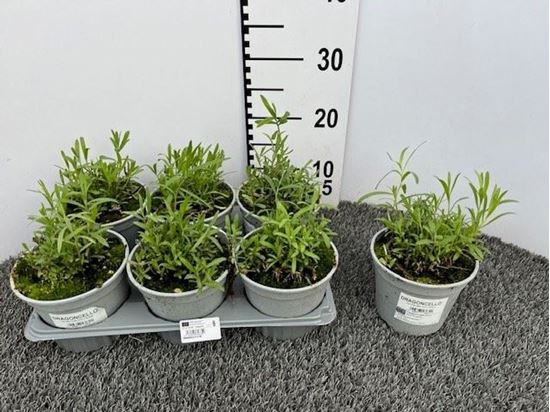 Immagine di DRAGONCELLO V.14 CM