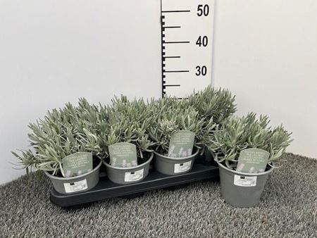 Immagine di LAVANDA ANGUSTIFOLIA V.14 CM CESPUGLIO