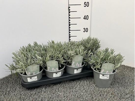 Immagine di LAVANDA ANGUSTIFOLIA V.14 CM CESPUGLIO
