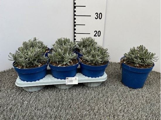 Immagine di LAVANDA HIDCOTE V.14 CM NANA