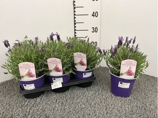 Immagine di LAVANDA STOECHAS V.14 CM