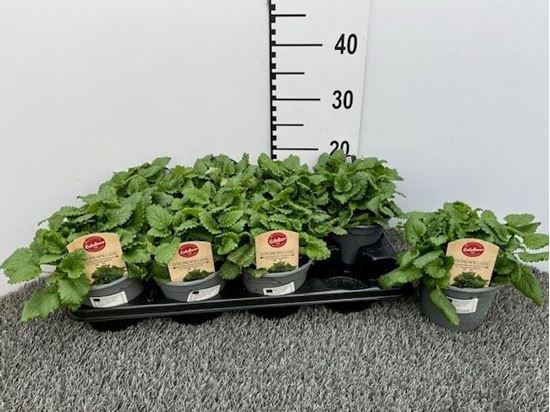 Immagine di MELISSA V.14 CM