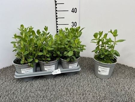 Immagine di MENTA PIPERITA V.14 CM