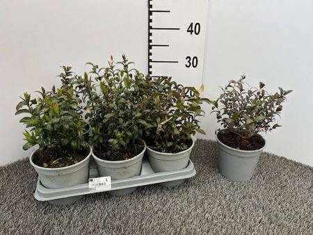 Immagine di MIRTO V.14 CM CESPUGLIO