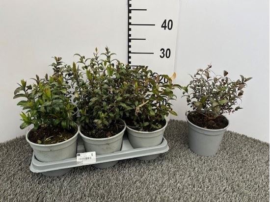 Immagine di MIRTO V.14 CM CESPUGLIO