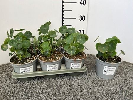 Immagine di NASTURZIO LUCIFER V.14 CM