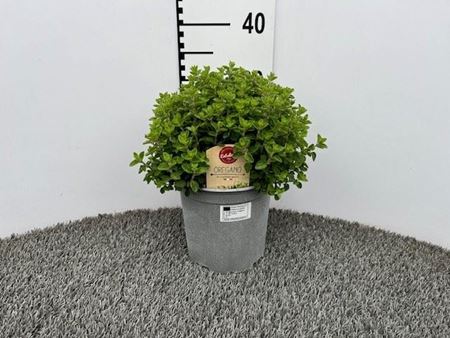 Immagine di ORIGANO V.18 CM