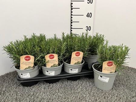 Immagine di ROSMARINO OFFICINALIS V.14 CM CESPUGLIO