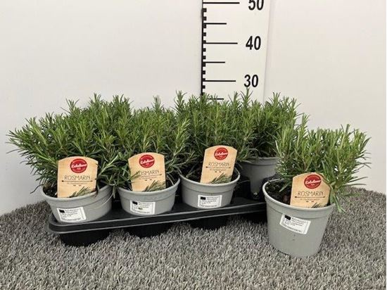 Immagine di ROSMARINO OFFICINALIS V.14 CM CESPUGLIO