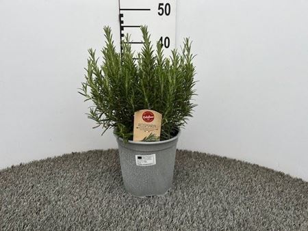 Immagine di ROSMARINO OFFICINALIS V.18 CM CESPUGLIO