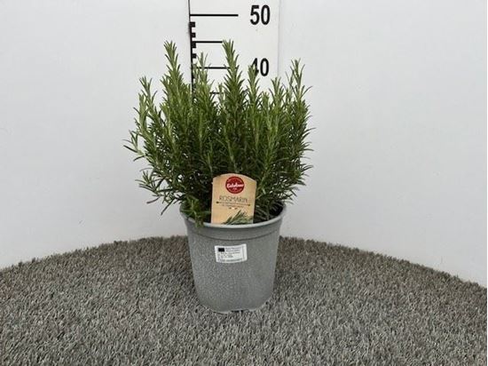 Immagine di ROSMARINO OFFICINALIS V.18 CM CESPUGLIO