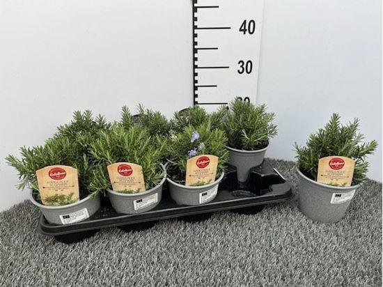 Immagine di ROSMARINO PROSTRATUS V.14 CM CESPUGLIO