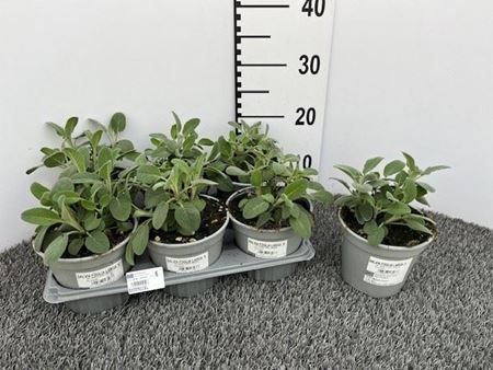 Immagine di SALVIA MAXIMA V.14 CM CESPUGLIO, FOGLIA LARGA