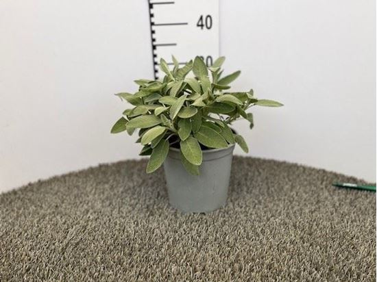 Immagine di SALVIA MAXIMA V.18 CM CESPUGLIO