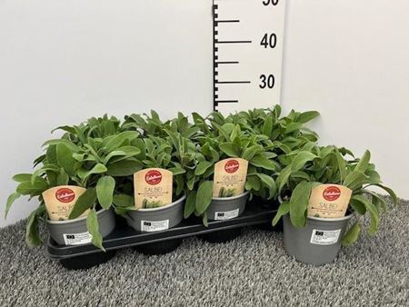 Immagine di SALVIA OFFICINALIS V.14 CM CESPUGLIO